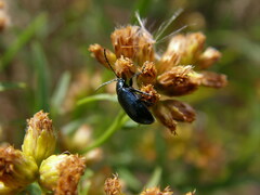 Altica chalybea