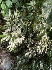 Elatostema lineolatum
