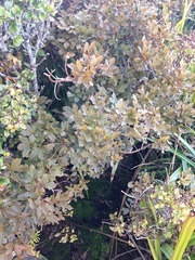 Pseudopanax discolor