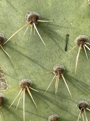 Opuntia oricola