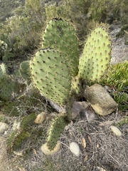 Opuntia oricola