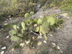 Opuntia oricola