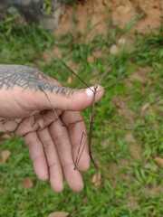 Cladoxerus cryphaleus