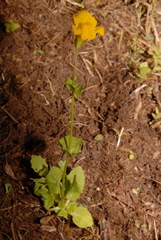 Erythranthe tilingii