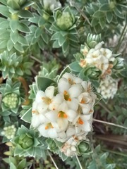 Pimelea villosa