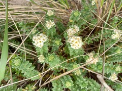 Pimelea villosa
