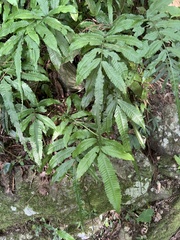 Bolbitis heteroclita