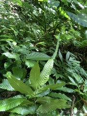 Bolbitis heteroclita