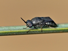 Octarthria