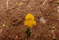 Erythranthe tilingii