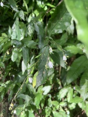 Codonacanthus pauciflorus