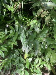 Codonacanthus pauciflorus