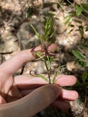 Cryptostylis leptochila