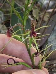 Cryptostylis leptochila