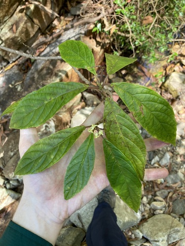 Image of Abrophyllum ornans by (c) Thomas Mesaglio, some rights reserved (CC BY)