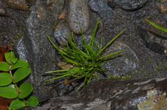 Colobanthus apetalus