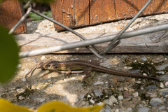 Lacerta agilis