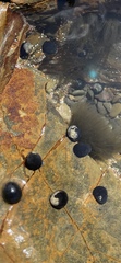 Nerita melanotragus