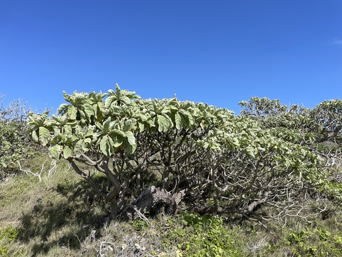 Heliotropium arboreum image