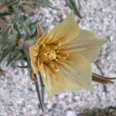 Mentzelia hirsutissima