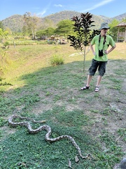 Malayopython reticulatus