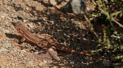 Pedioplanis lineoocellata