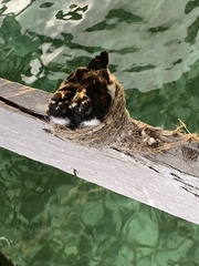 Rhipidura leucophrys