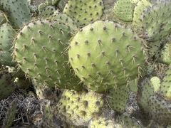 Opuntia oricola