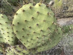 Opuntia oricola