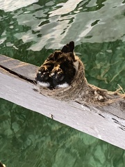 Rhipidura leucophrys