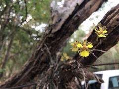 Trichocentrum brachyphyllum