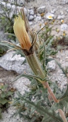 Mentzelia hirsutissima