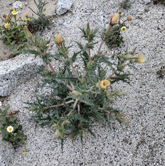 Mentzelia hirsutissima