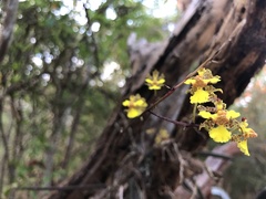 Trichocentrum brachyphyllum