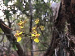 Trichocentrum brachyphyllum