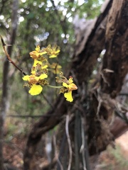 Trichocentrum brachyphyllum
