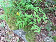 Hypericum frondosum