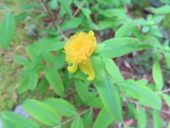 Hypericum frondosum