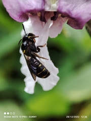 Ceratina perforatrix pyramidalis