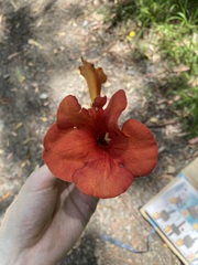 Campsis