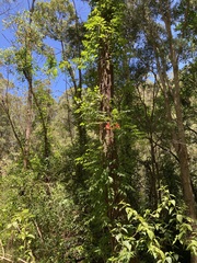 Campsis