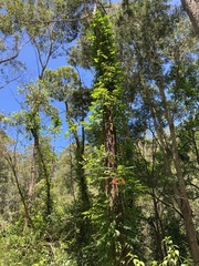 Campsis
