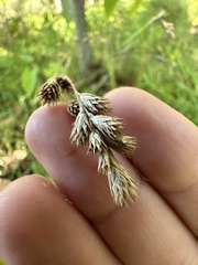 Carex tribuloides