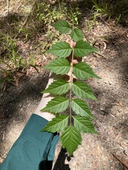 Campsis