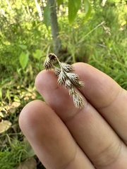 Carex tribuloides