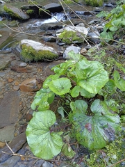 Petasites formosanus