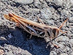 Rhammatocerus viatorius