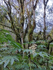 Fatsia polycarpa