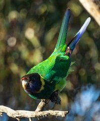 Barnardius zonarius semitorquatus