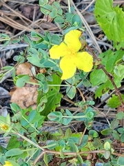 Hypericum tetrapetalum